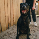 Shar Pei Labrador Mischling Tilda, ca. 08/2018, ca. 45 cm