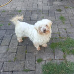 Malteser, Jora, ca. 05/2014, ca. 25 cm