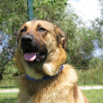 Mastin Mischling Mara, ca. 01/2021, ca. 80 cm