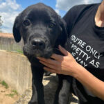 Mischling Kali, ca. 02/2022, ca. 60 cm