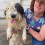 Mischling Nicky, ca. 05/2021, ca. 35 cm