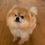 Pomeranian Kitty, ca. 4/2016, ca. 25 cm