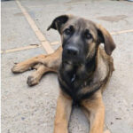 Malinois Mischling Bruno, ca. 12/2021, ca. 70 cm