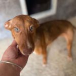 Podenco Cherry, ca. 01/2022, ca. 40 cm