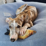 Galgo Confetti, ca. 01/2022, ca. 63 cm