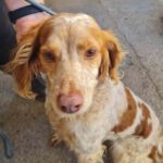 Epagneul Breton Cookie, ca. 05/2014, ca. 50 cm