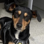 Mischling Duran, 03/2019, ca. 45 cm, 15537 Grünheide bei Berlin