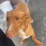 Podenco Maneto Fletcher, ca. 01/2020, ca. 35 cm