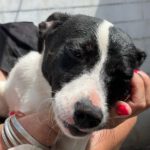 Bodeguero-Mischling Flora, ca. 09/2021, ca. 45 cm