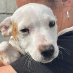 Bodeguero Mischling Alexa, ca. 01/2022, ca. 40 cm