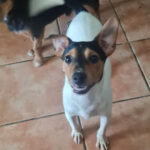 Bodeguero Flitzer, ca. 11/2021, ca. 40 cm