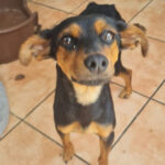 Bodeguero Pinscher Mischling Mausi, ca. 05/2019, ca. 45 cm