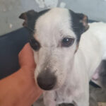 Mischling Salome, ca. 05/2018, ca. 45 cm