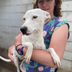 Bodeguero Mischling Snida, ca. 12/2019, ca. 42 cm