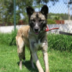 Mischling Hyena, ca. 12/2020, ca. 67 cm