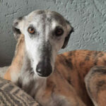 Galgo Leia, ca. 01/2017, ca. 63 cm