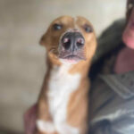 Podenco Mischling Cinneman, ca. 12/2020, ca. 45 cm