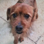 Mischling Erwin, ca. 03/2015, ca. 40 cm