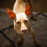 Podenco Lilli, ca. 07/2017, ca. 40 cm