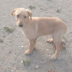 Labrador Mischling Selena, ca. 02/2022, ca. 50 cm