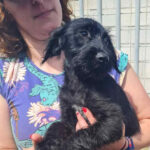 Wasserhund Mischling Nina, ca. 01/2022, ca. 50 cm