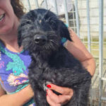 Wasserhund Mischling Rita, ca. 01/2022, ca. 50 cm