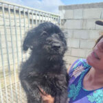 Wasserhund Mischling Bella, ca. 01/2022, ca. 50 cm