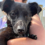 Mischling Mary, ca. 05/2021, ca. 30 cm