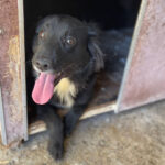 Mischling Liza, ca. 06/2020, ca. 45 cm