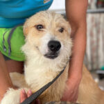 Mischling Lolo, ca. 10/2021, ca. 45 cm