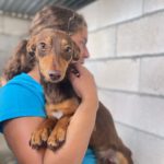 Podenco Lottie, ca. 10/2021, ca. 35 cm