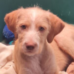 Mischling Maiko, ca. 01/2022, ca. 50 cm