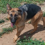 Deutscher Schäferhund Mia, ca. 06/2020, ca. 62 cm