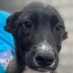 Mischling Mia, ca. 01/2022, ca. 45 cm