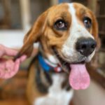 Beagle Ohana, ca 12/2017, ca. 35 cm