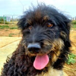 Mischling Peluso, ca. 10/2020, ca. 60 cm