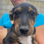 Mischling Pinkie, ca. 01/2022, ca. 38 cm