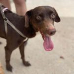 Podenco Labrador Mix Rocky, ca. 01/2020, ca. 55 cm