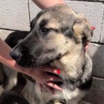 Schäferhund-Mischling Roy, ca. 12/2021, ca. 70 cm