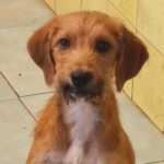 Mischling Smarty, ca. 01/2022, ca. 50 cm