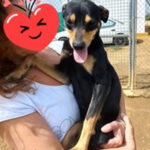 Pinscher Mischling Tamy, ca. 03/2021, ca. 43 cm