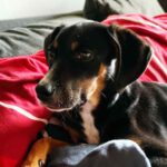 Jack Russel Pinscher Mischling Timmy, ca. 12/2021, ca. 50 cm