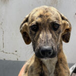 Galgo Malinois Mischling Dermot, ca. 01/2022, ca. 60 cm