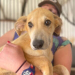 Galgo Malinois Mischling Pearce, ca. 01/2022, ca. 60 cm