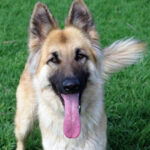 Schäferhund Mischling Savana, ca. 04/2021, ca. 70 cm