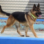 Deutscher Schäferhund Thor, ca. 04/2018, ca. 70 cm