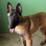 Malinois Tony, ca. 07/2021, ca. 65 cm