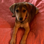 Mischling Tiksti, ca. 01/2022, ca. 55 cm