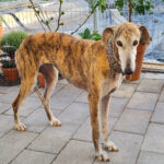 Galgo Bambalina, 02/2017, ca. 60 cm, 87634 Obergünzburg