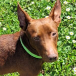 Podenco Maneto Bosco, ca. 03/2017, ca. 37 cm, 76448 Durmesheim